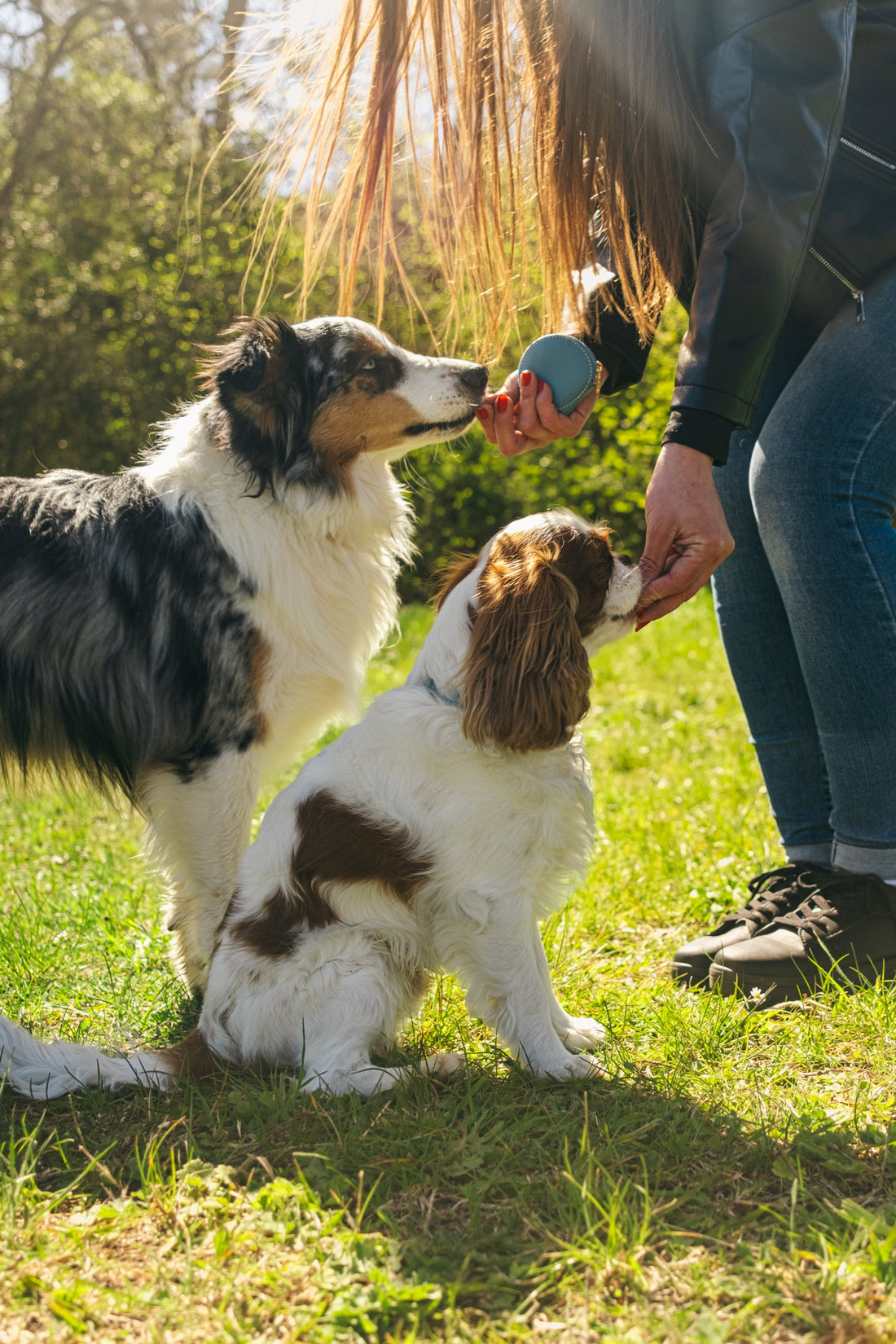 Guide de santé du chien