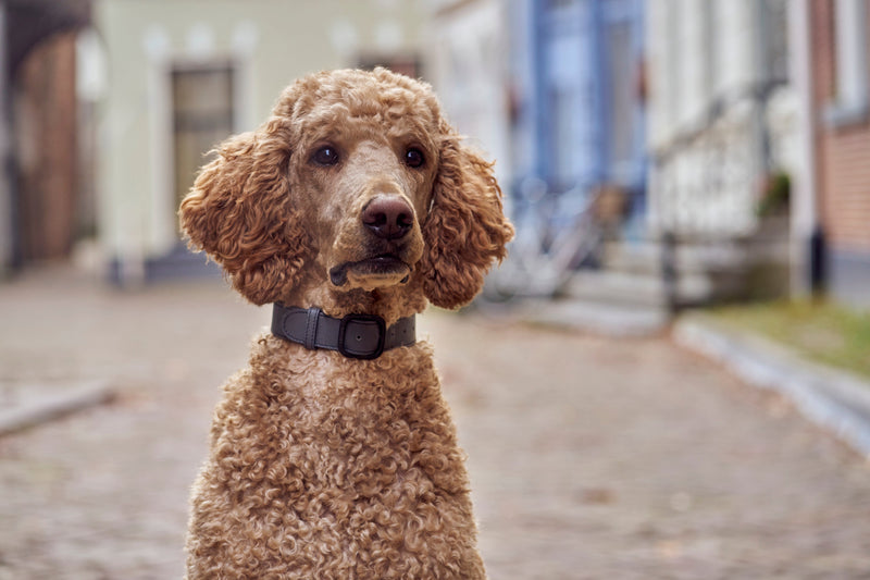 Colliers pour chiens