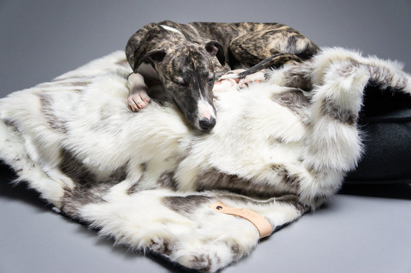 Plaids et couvertures pour chiens