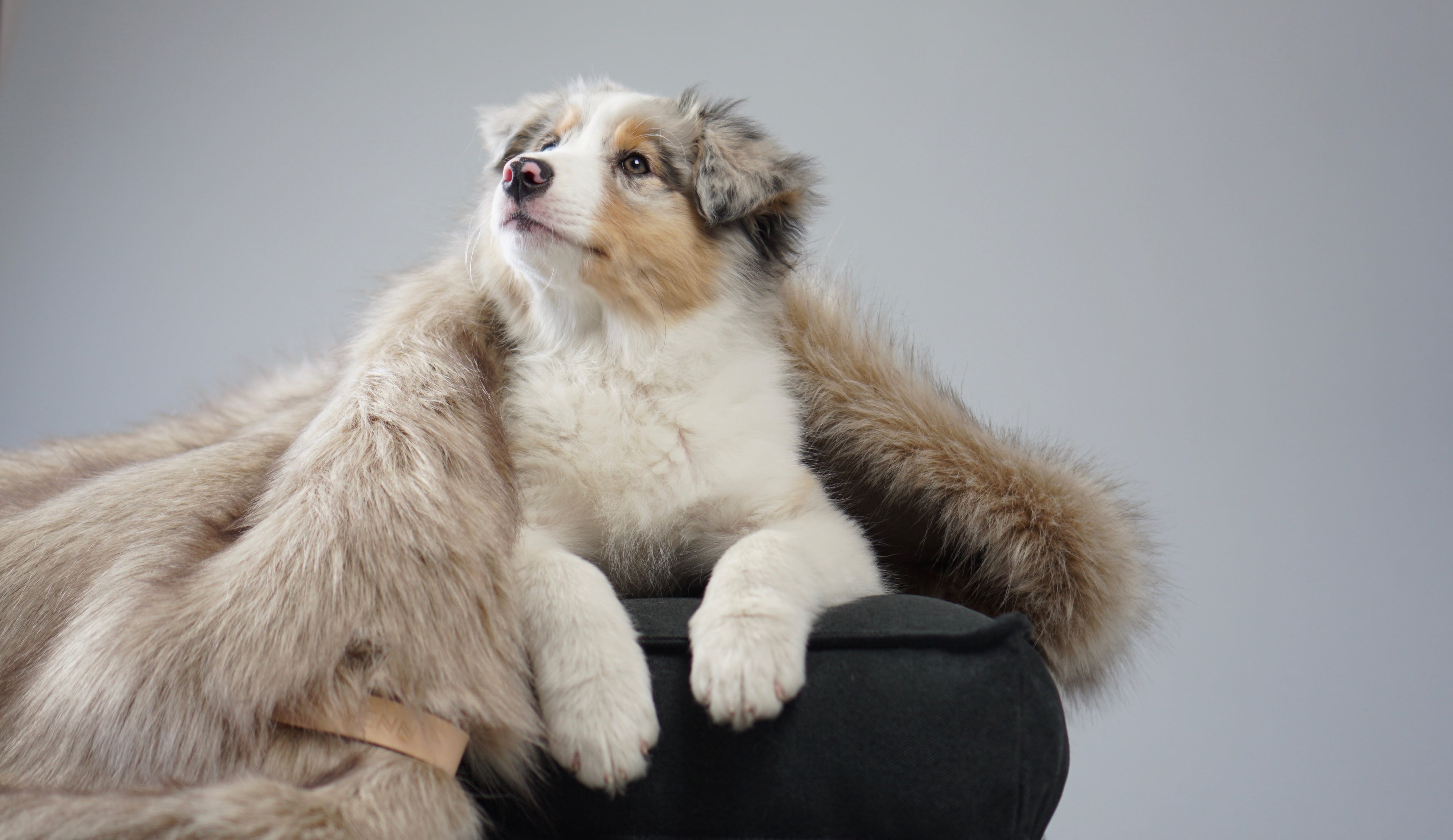 Accessoires pour Chien Luxe Maison Canisya