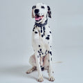 Collier pour Chien en Cuir Anthracite Dalmatien