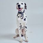 Collier pour Chien en Cuir Anthracite Dalmatien