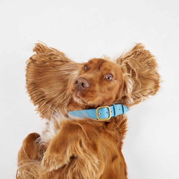 CANNES - Collier pour chien en cuir bleu clair