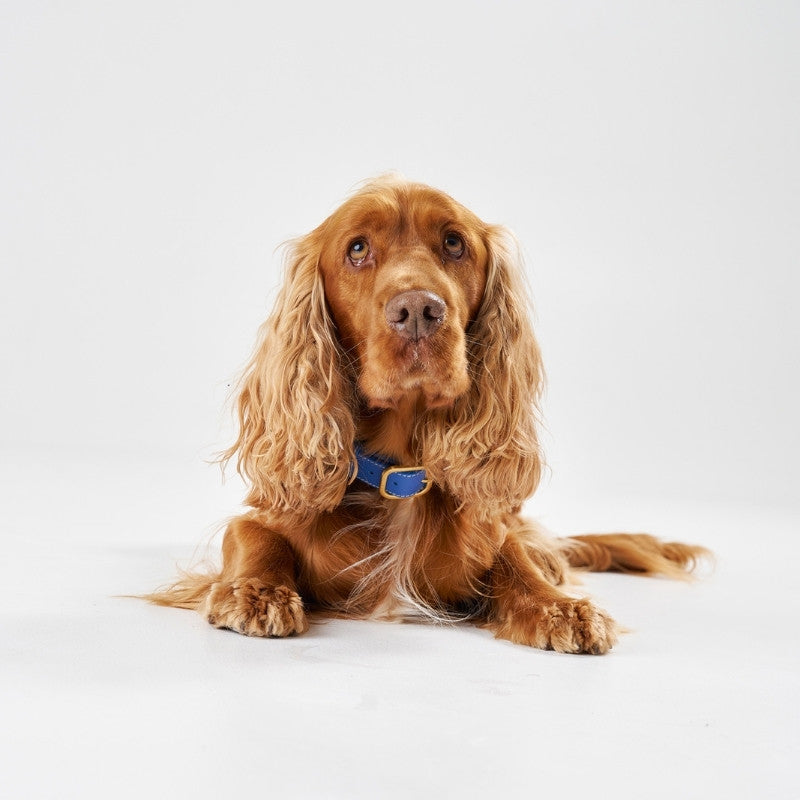 CANNES - Collier pour chien en cuir bleu
