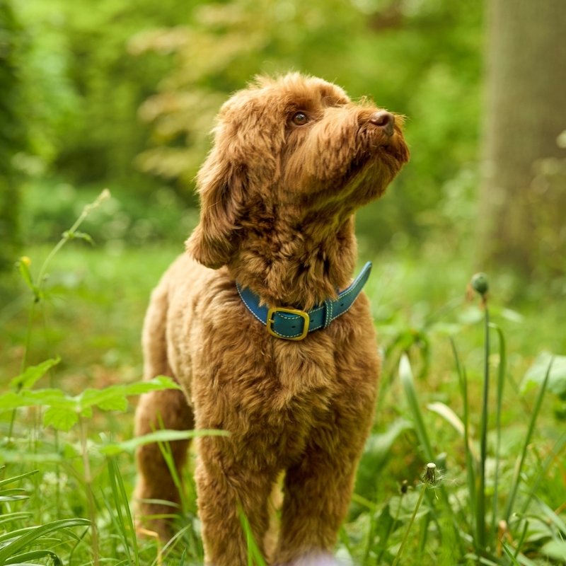 CANNES - Collier pour chien en cuir bleu