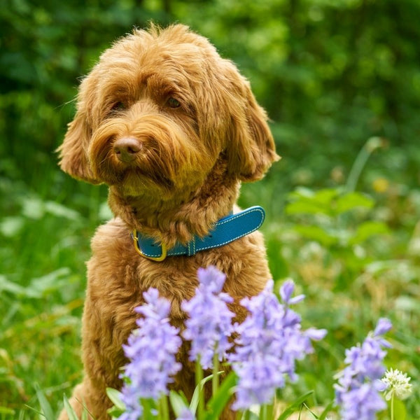CANNES - Collier pour chien en cuir bleu