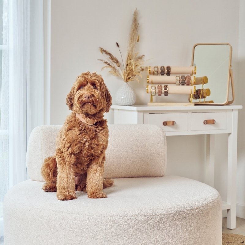 CANNES - Collier pour chien en cuir camel