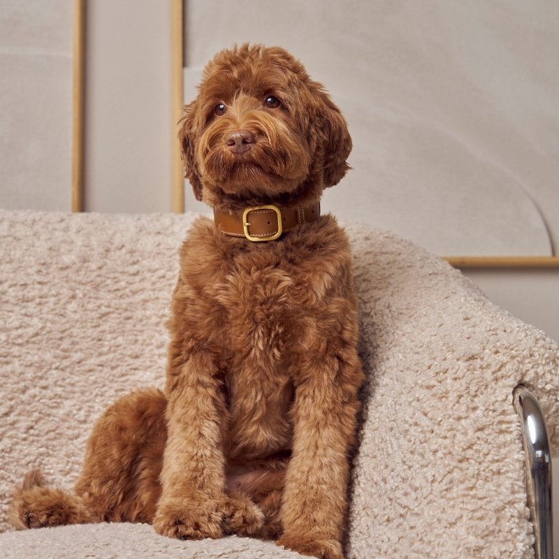 Collier pour Chien en Cuir Camel Promenade