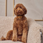 Collier pour Chien en Cuir Camel Promenade