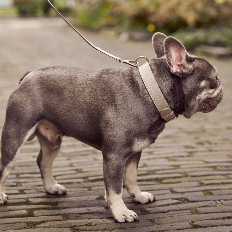 CANNES - Collier pour chien en cuir gris clair