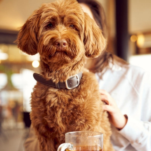 CANNES - Collier pour chien en cuir gris foncé