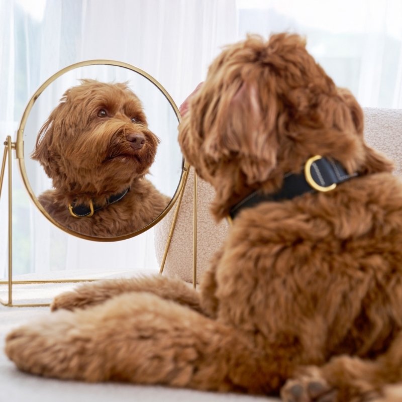 Collier pour Chien en Cuir Noir Design