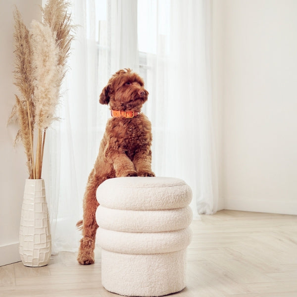 CANNES - Collier pour chien en cuir orange