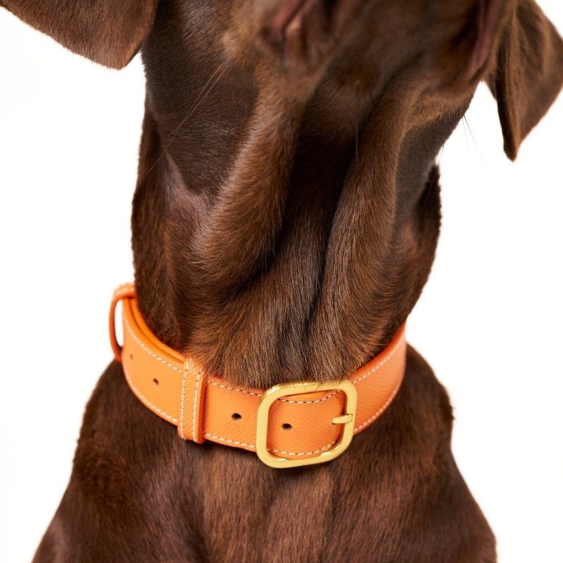 CANNES - Collier pour chien en cuir orange