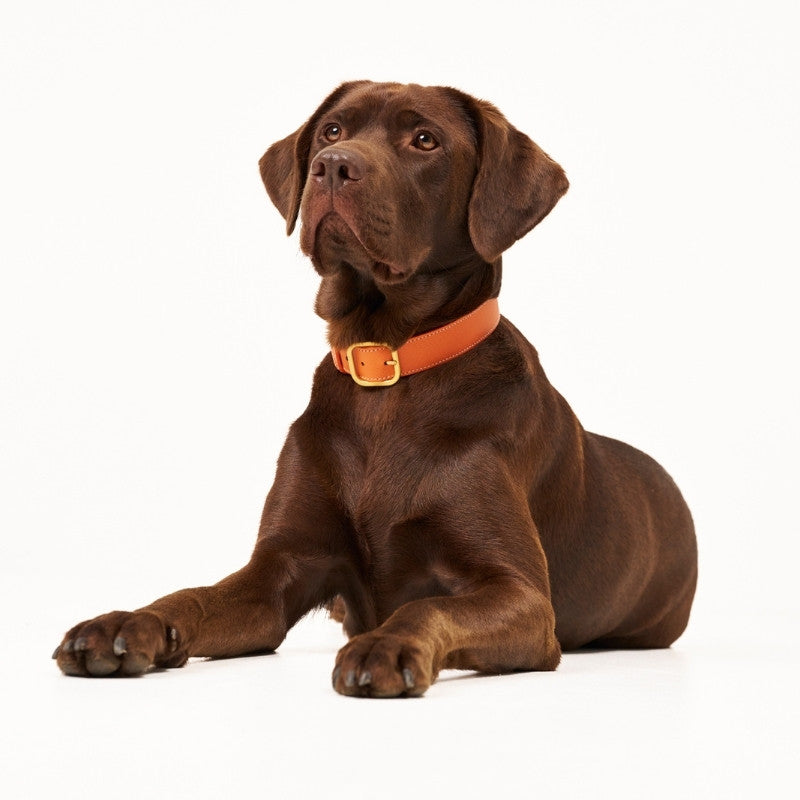 CANNES - Collier pour chien en cuir orange