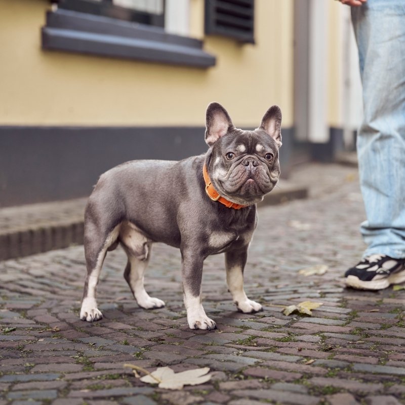 CANNES - Collier pour chien en cuir orange