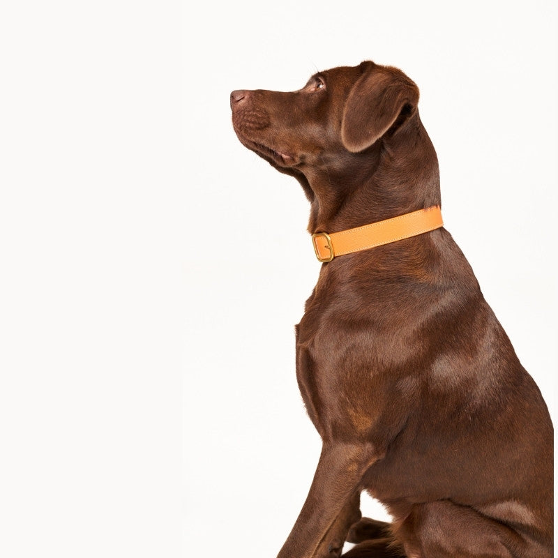 CANNES - Collier pour chien en cuir orange