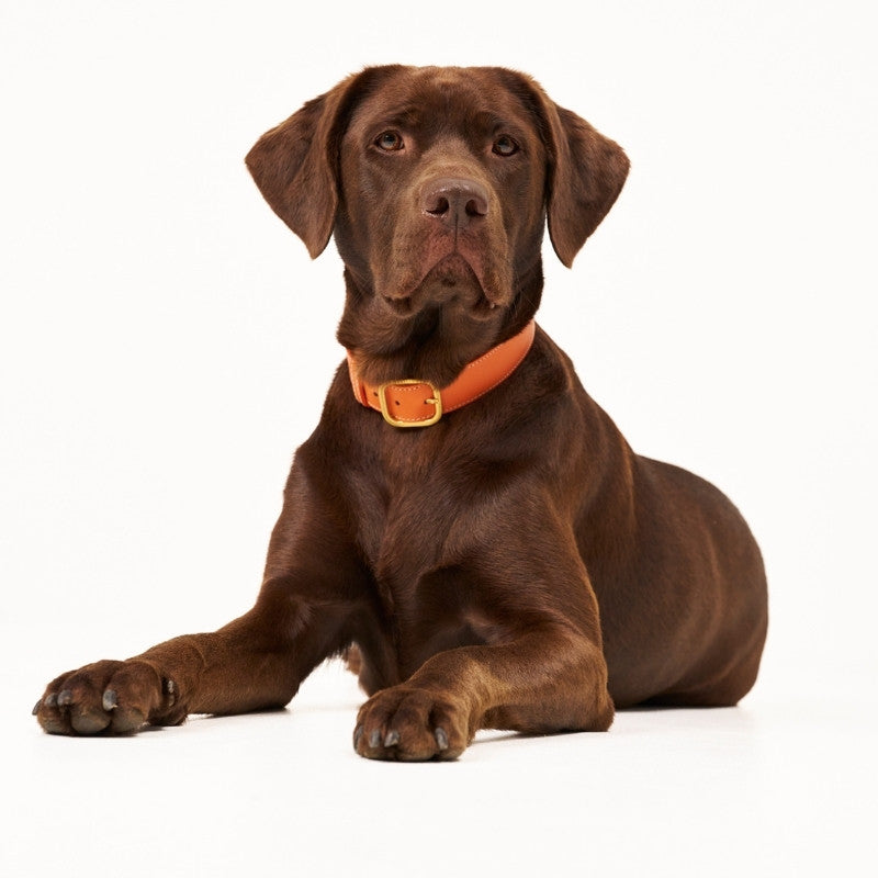 CANNES - Collier pour chien en cuir orange