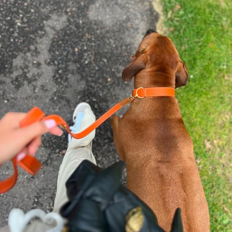 CANNES - Collier pour chien en cuir orange