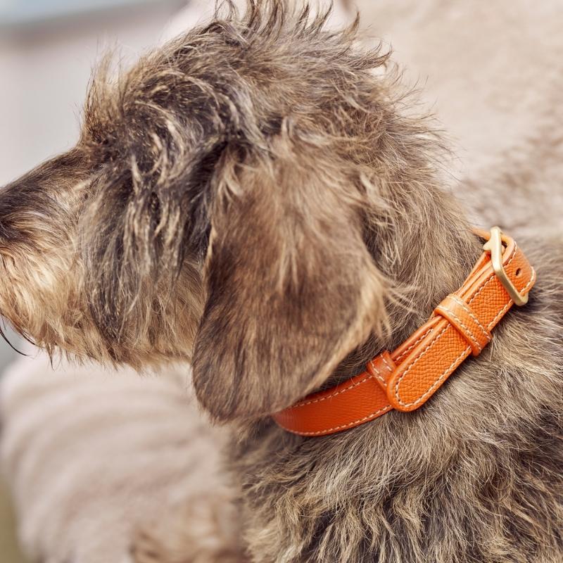 CANNES - Collier pour chien en cuir orange