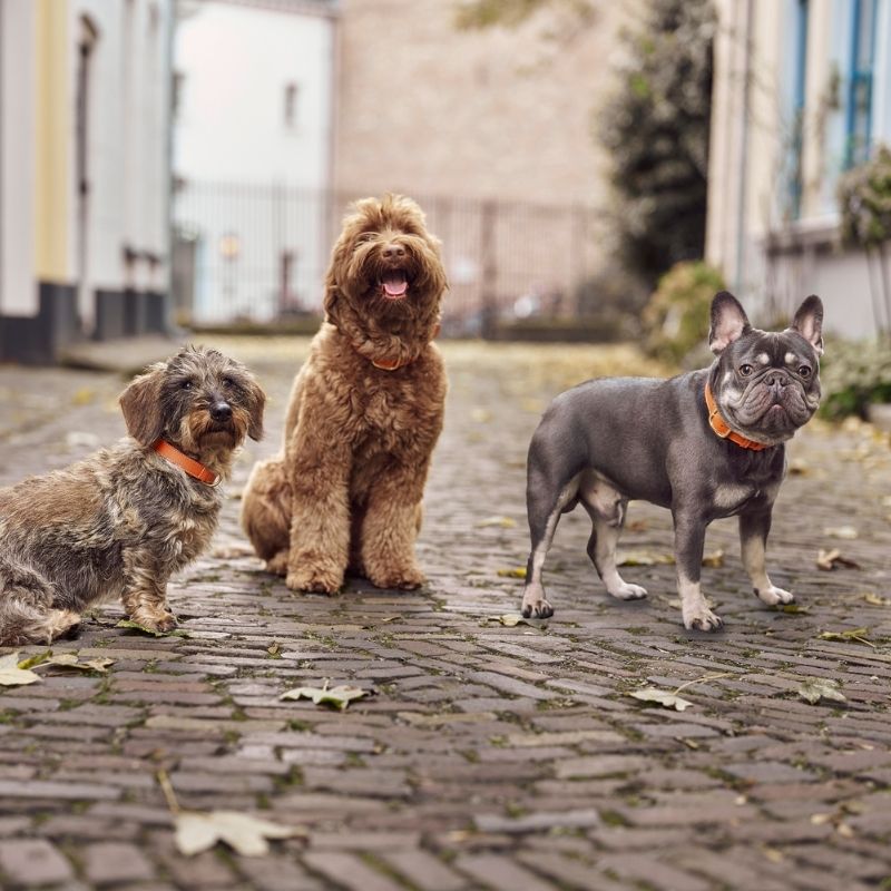 CANNES - Collier pour chien en cuir orange