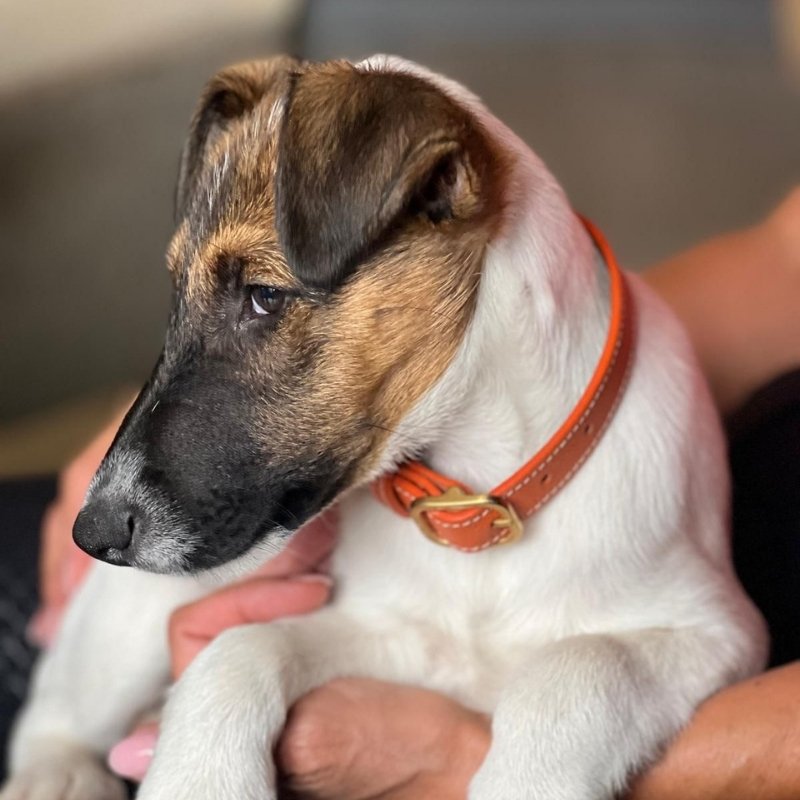 CANNES - Collier pour chien en cuir orange