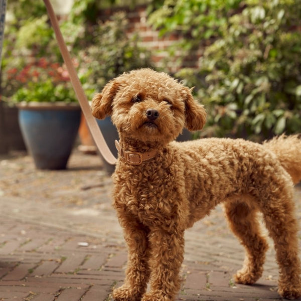 CANNES - Collier pour chien en cuir rose