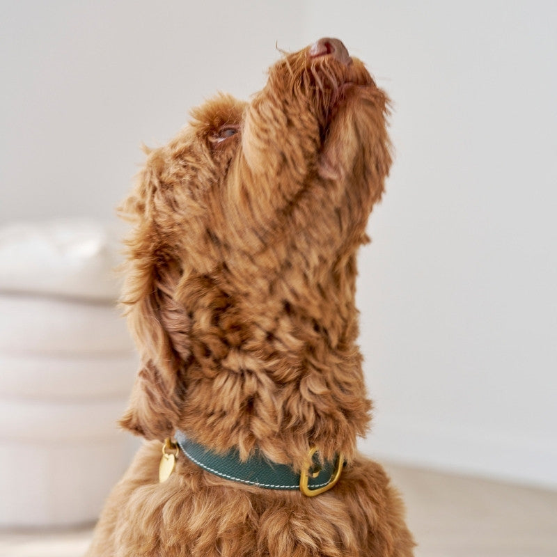 CANNES - Collier pour chien en cuir vert