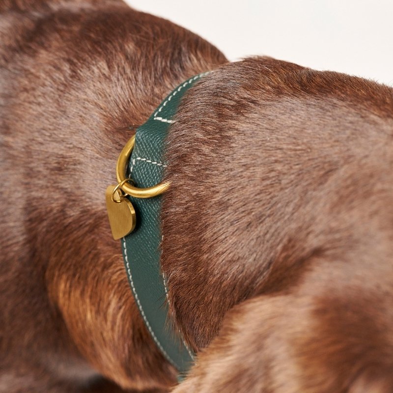 CANNES - Collier pour chien en cuir vert