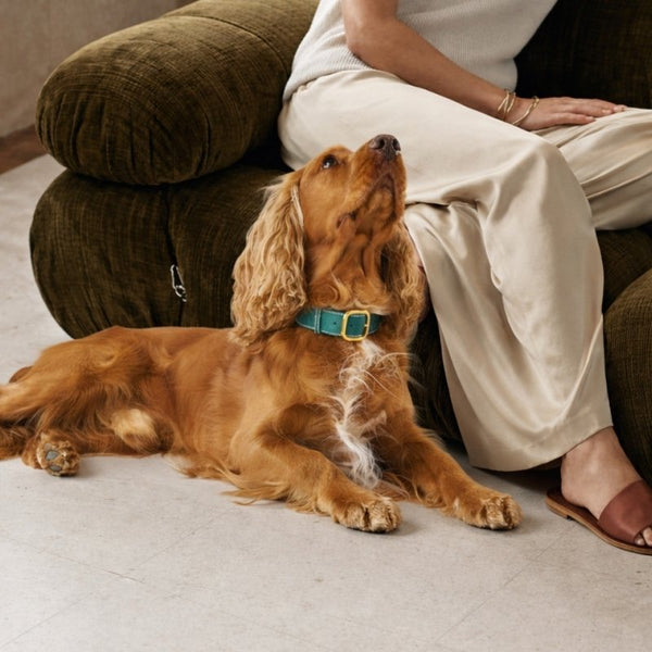 CANNES - Collier pour chien en cuir vert
