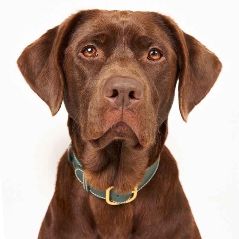 CANNES - Collier pour chien en cuir vert