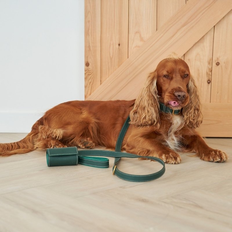 CANNES - Collier pour chien en cuir vert