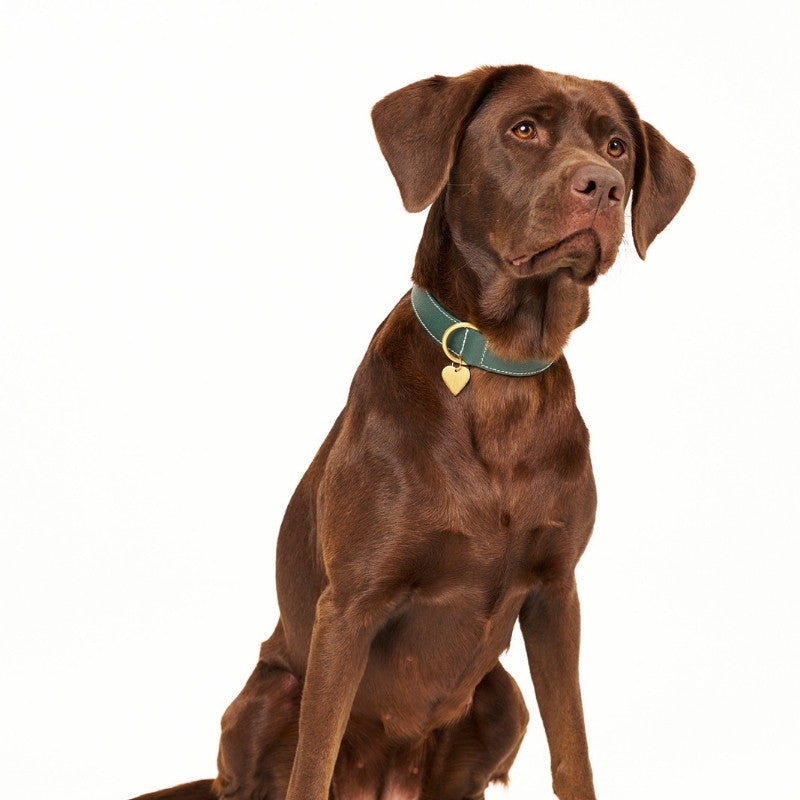 CANNES - Collier pour chien en cuir vert