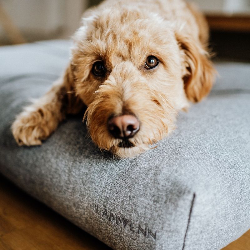 Coussin Imperméable pour Chien Lavable