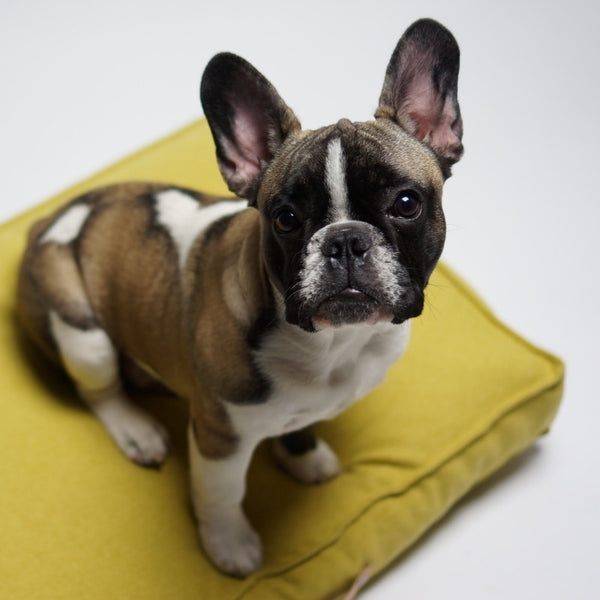 MØVIK - Orthopedic dog cushion