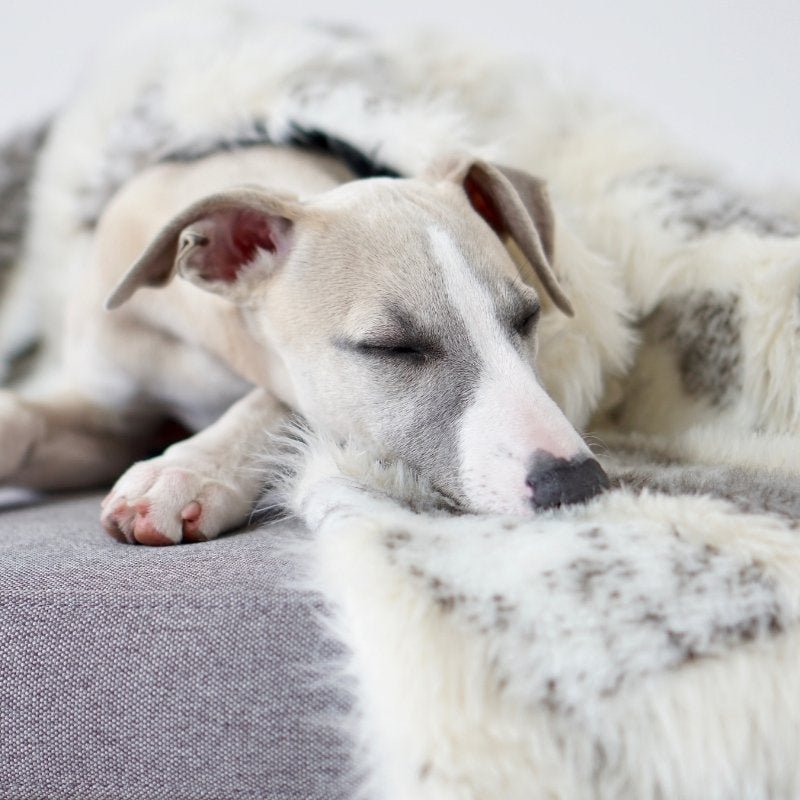 TÖSSE - Couverture chaude pour chien
