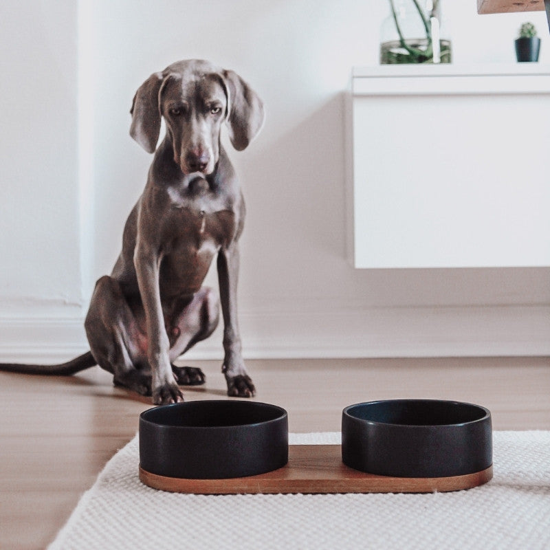 Double Gamelle Chien Nourriture