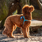 Harnais pour Chien Turquoise Promenade