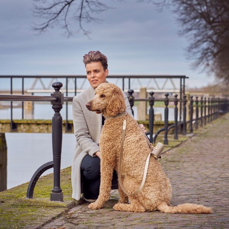 Laisse pour Chien Beige Promenade