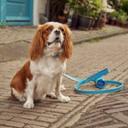 Laisse pour Chien Bleu Clair Promenade
