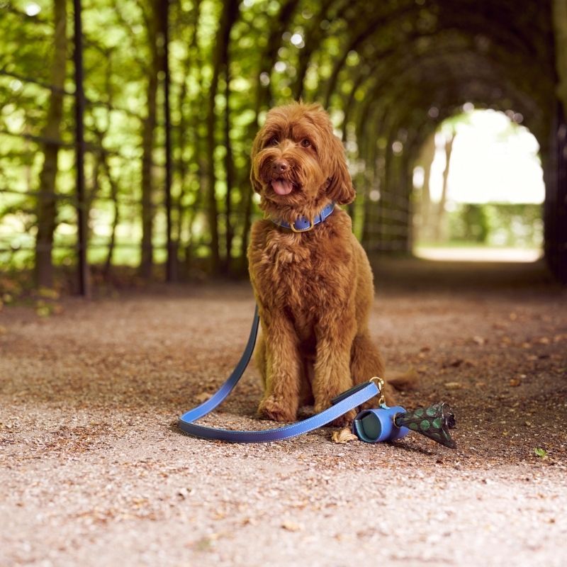 CAP FERRAT - Laisse pour chien bleue