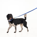 Laisse pour Chien Bleu Design