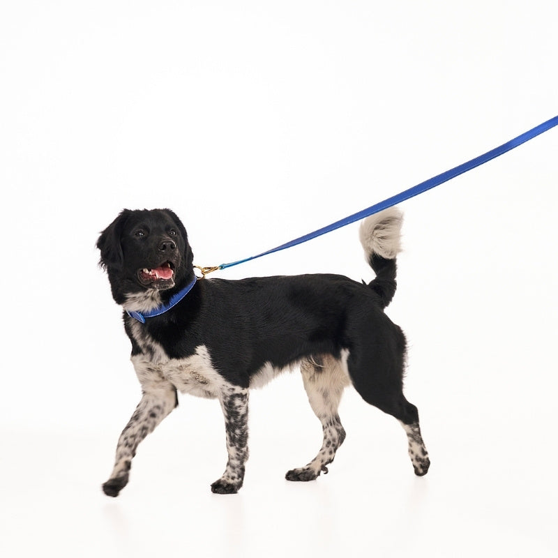 Laisse pour Chien Bleu Design