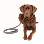 Laisse pour Chien Grise Promenade