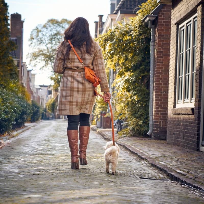 Laisse pour Chien Orange Promenade