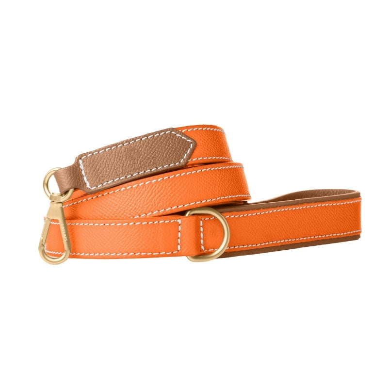 Laisse pour Chien Orange