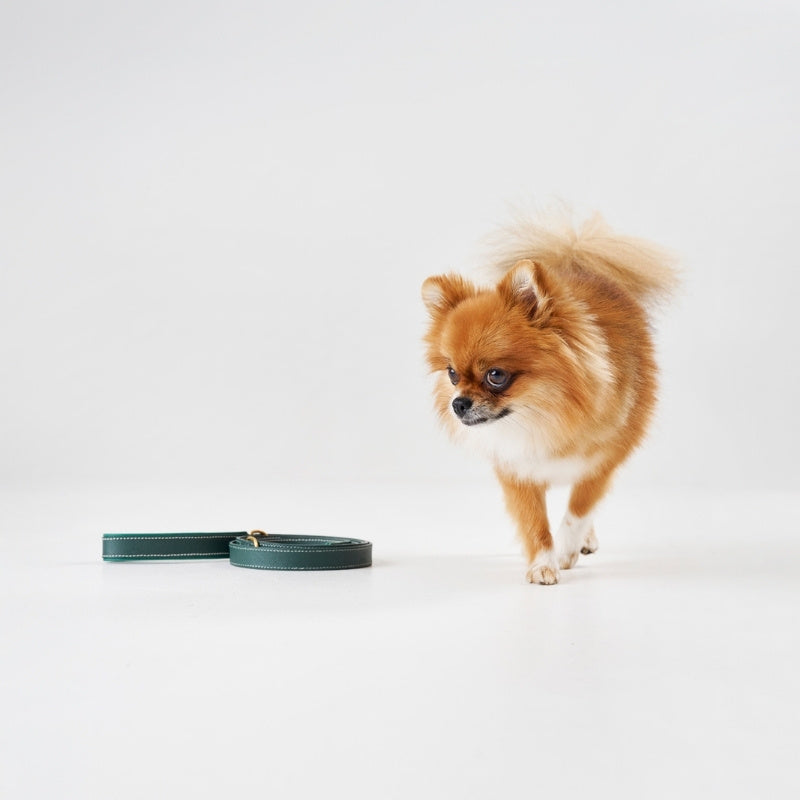 CAP FERRAT - Laisse pour chien verte