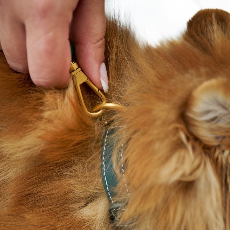 CAP FERRAT - Laisse pour chien verte