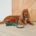 Laisse pour Chien Verte Grand Chien