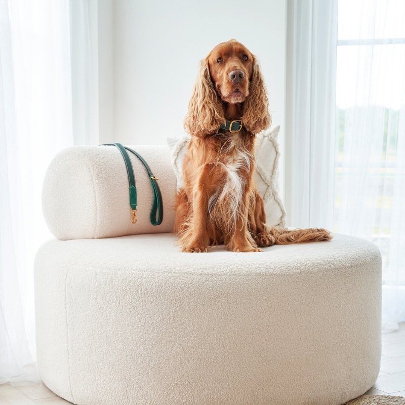 CAP FERRAT - Laisse pour chien verte